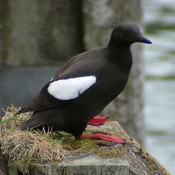 Black Guillemot